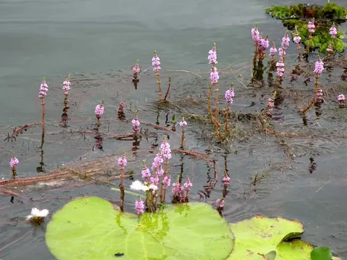 Rotala wallichii (Rotala wallichii)