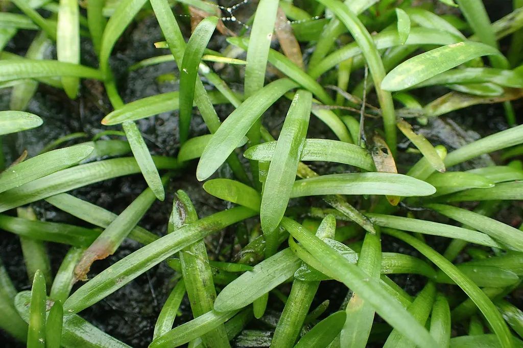 Dwarf sagittaria (Sagittaria subulata)