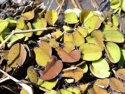 Butterfly fern (Salvinia auriculata)