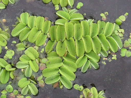 Salvinia natans (Salvinia natans)