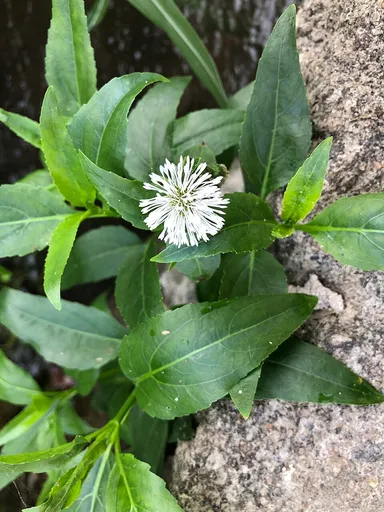 Senegal tea plant (Gymnocoronis spilanthoides)