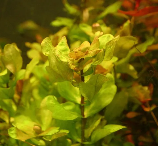 Mexican oak leaf (Shinnersia rivularis)