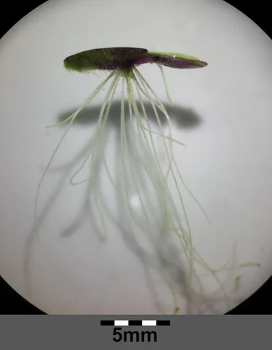 Giant duckweed (Spirodela polyrhiza)