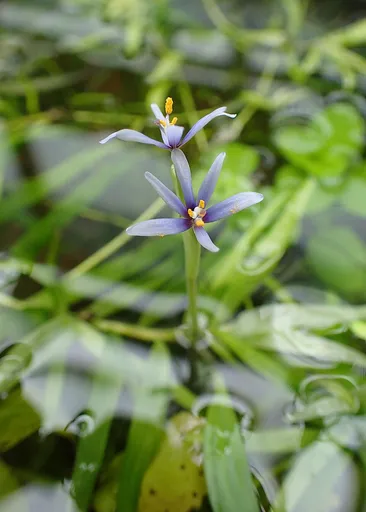 Star grass (Heteranthera zosterifolia)