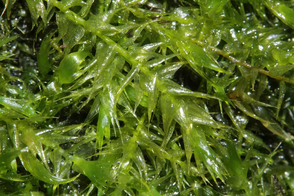 Stringy moss (Leptodictyum riparium)