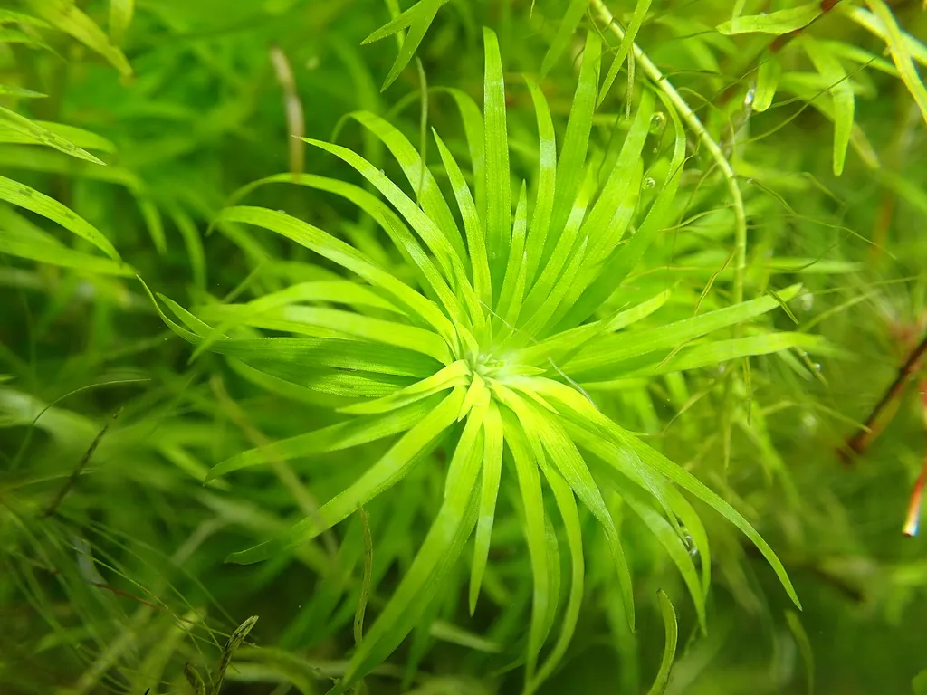 Syngonanthus Belem (Syngonanthus macrocaulon)