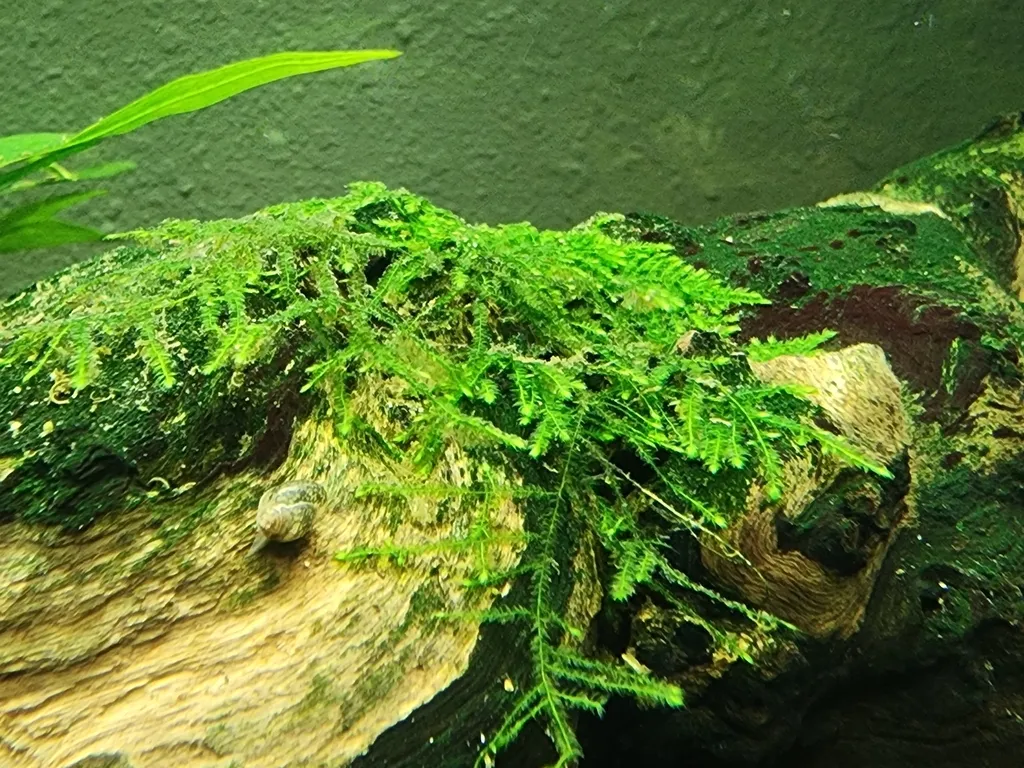 Java moss (Taxiphyllum barbieri)