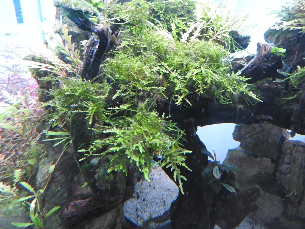 Peacock moss (Taxiphyllum sp. 'Peacock')