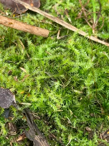 Taiwan moss (Taxiphyllum alternans)