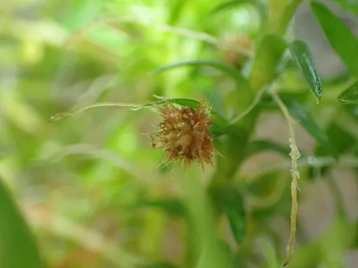 Tonina fluviatilis (Tonina fluviatilis)