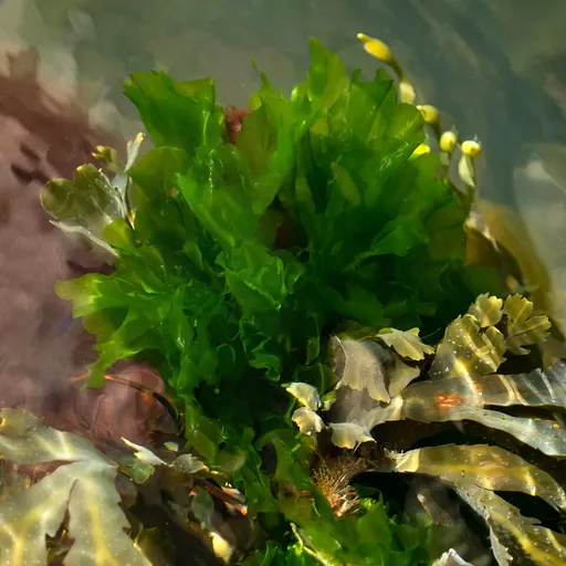 Sea Lettuce (Ulva lactuca)