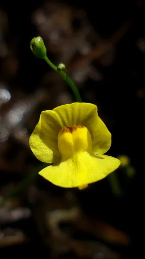 Floating bladderwort (Utricularia gibba)