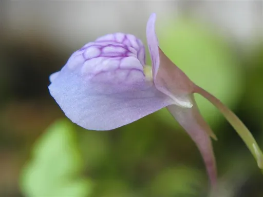 UG (Utricularia graminifolia)