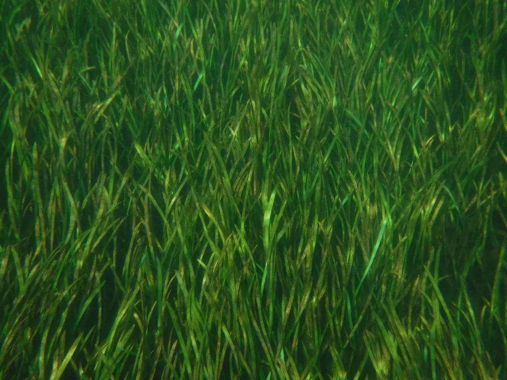 Jungle val (Vallisneria americana)