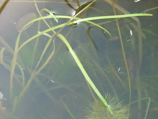 Corkscrew val (Vallisneria natans)