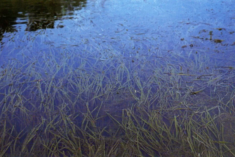 Giant vallisneria (Vallisneria gigantea)
