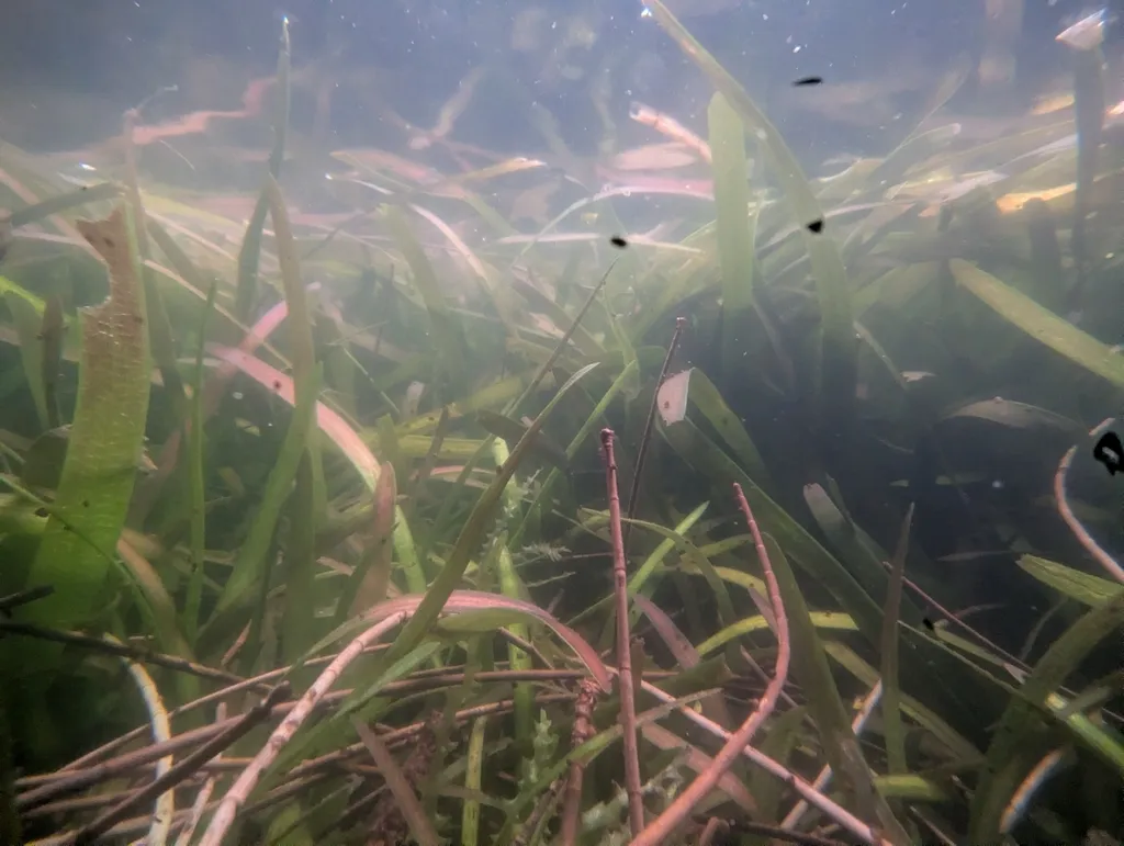 Dwarf vallisneria (Vallisneria nana)