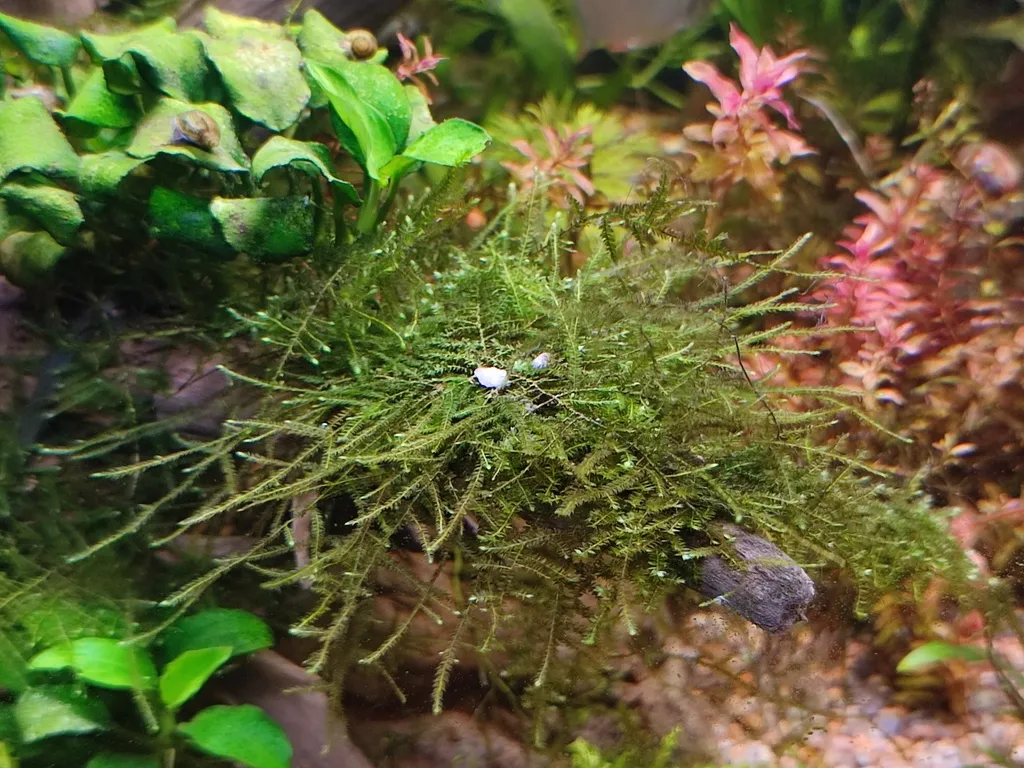 Singapore moss (Vesicularia dubyana)