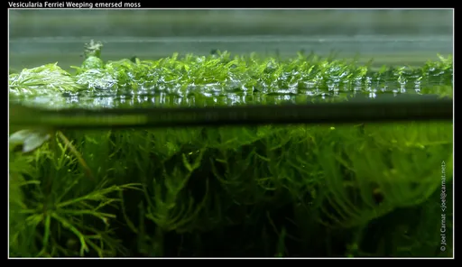 Weeping moss (Vesicularia ferriei)