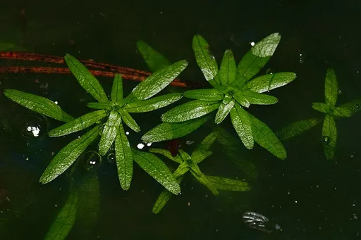 Water starwort (Callitriche palustris)