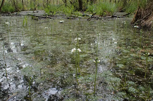 Water violet (Hottonia palustris)