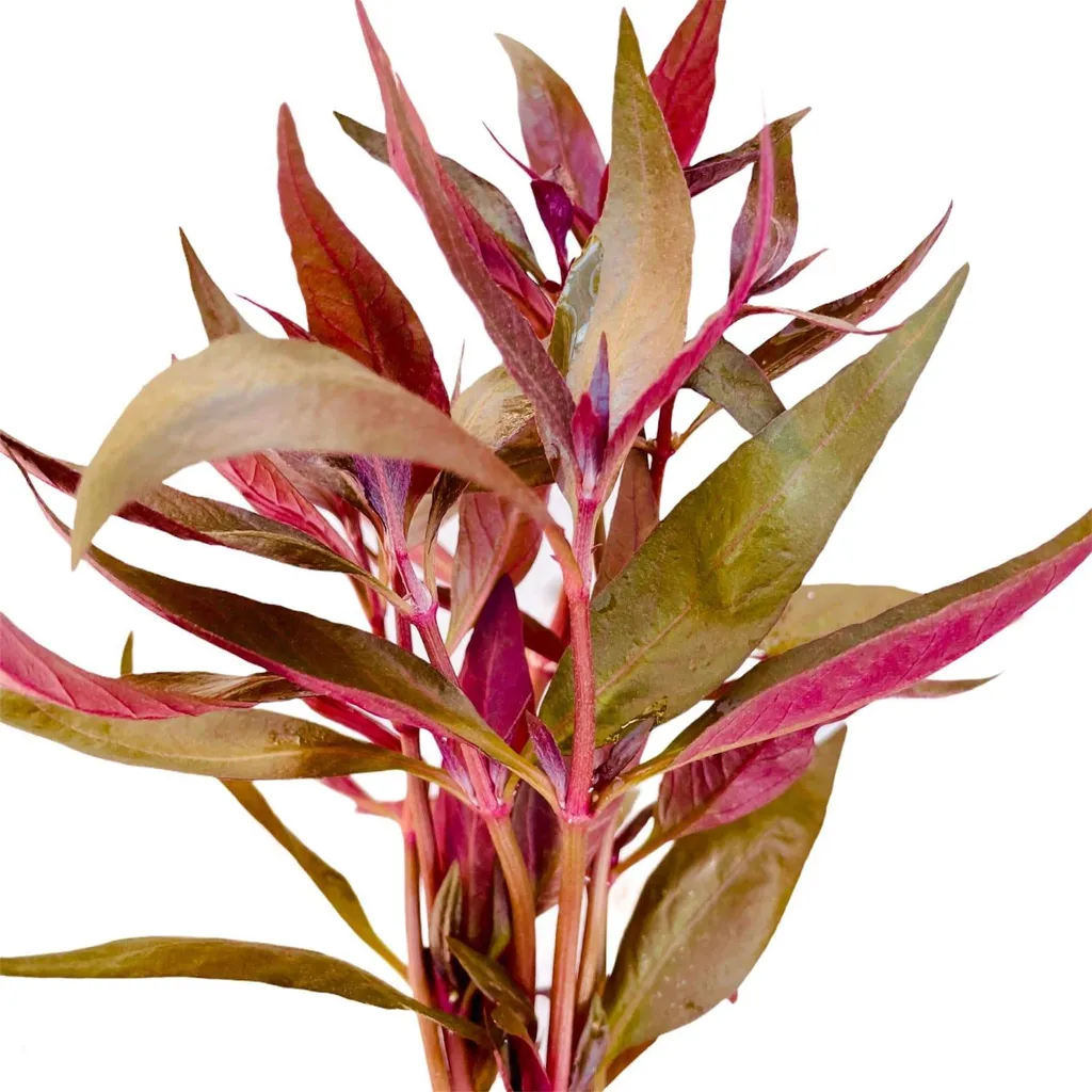 Alternanthera Lilacina (Alternanthera reineckii 'Lilacina')