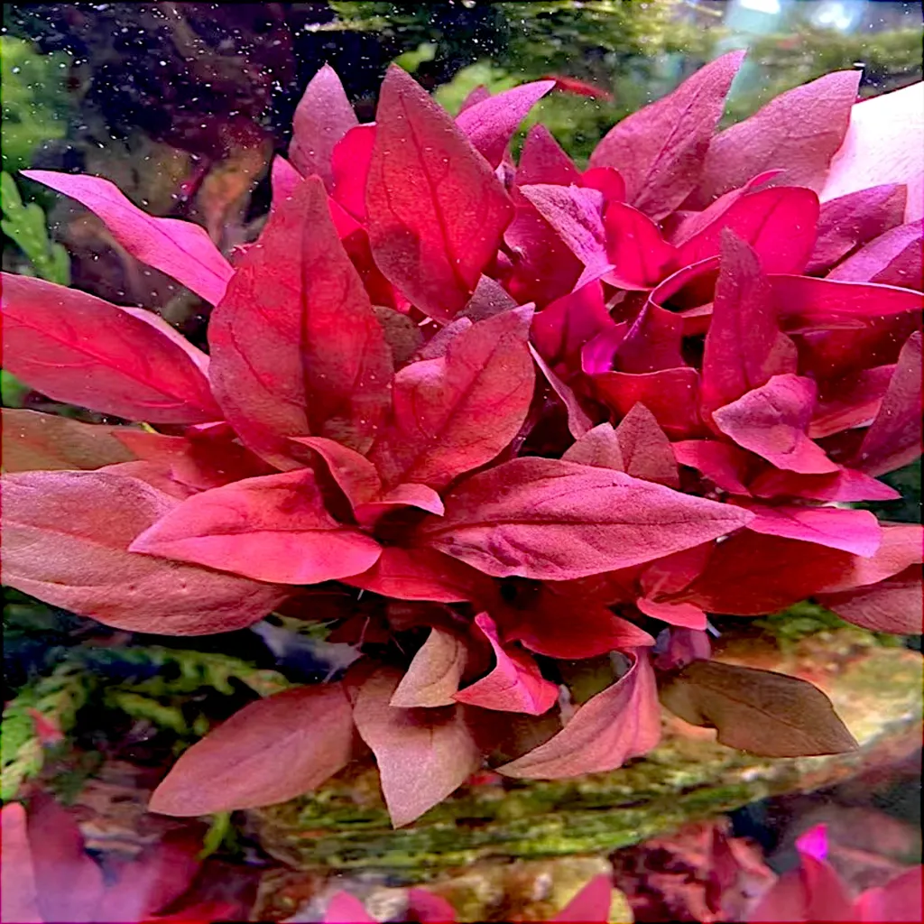 Alternanthera reineckii mini (Alternanthera reineckii 'Mini')