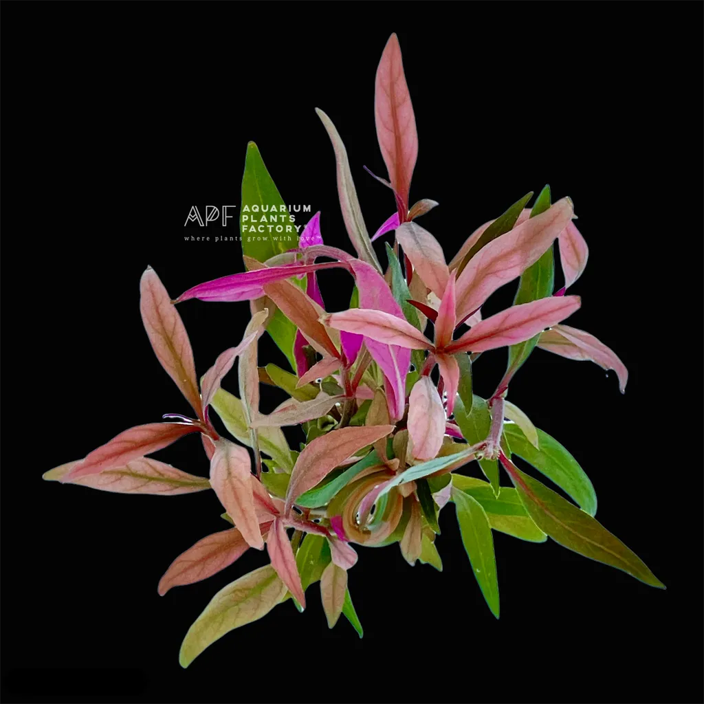 Alternanthera reineckii (Alternanthera reineckii)