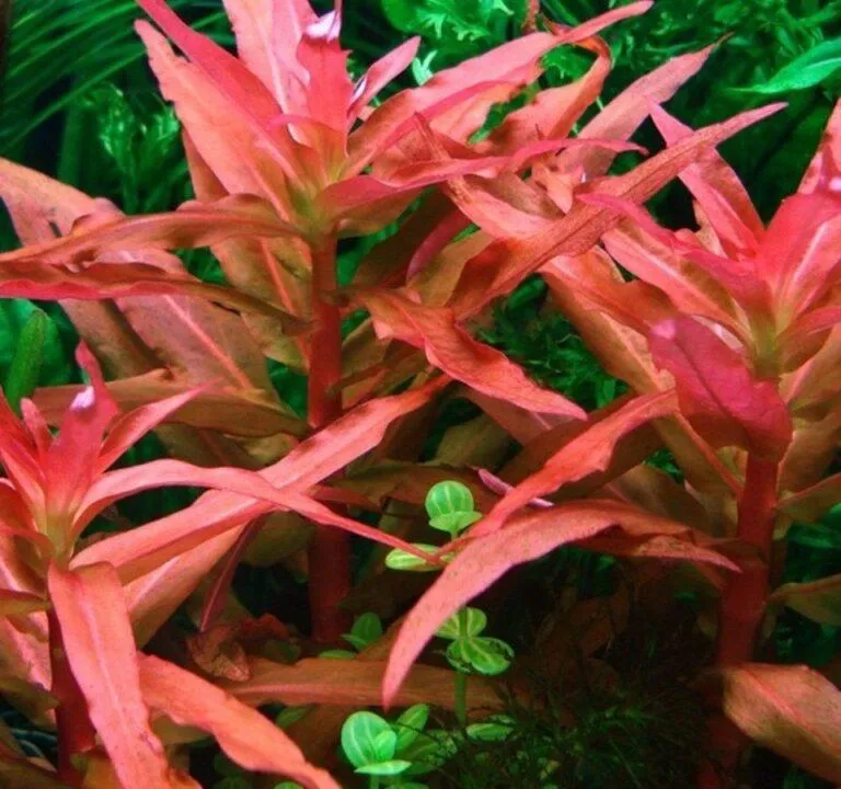 Ammannia senegalensis (Ammannia senegalensis)