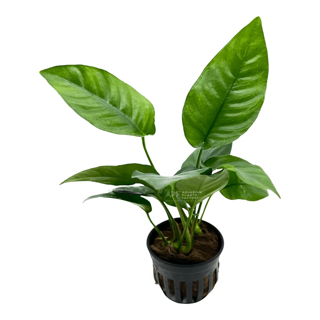 Anubias barteri Striped (Anubias barteri 'Striped')