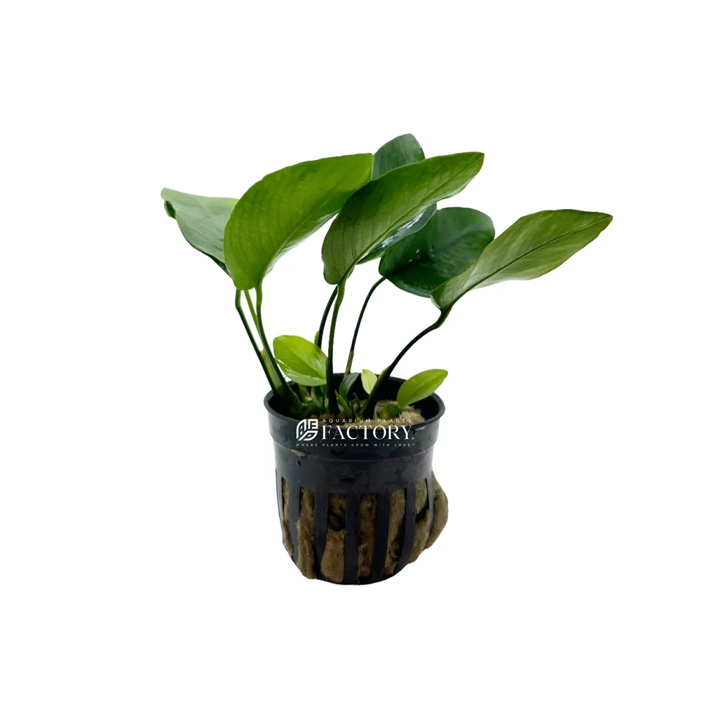 Anubias barteri (Anubias barteri)