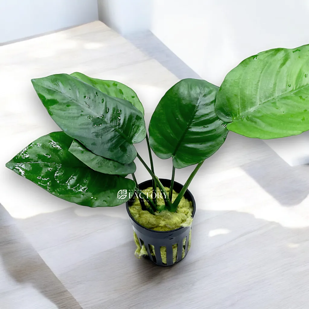 Anubias Broad Leaf (Anubias barteri var. barteri 'Broad Leaf')