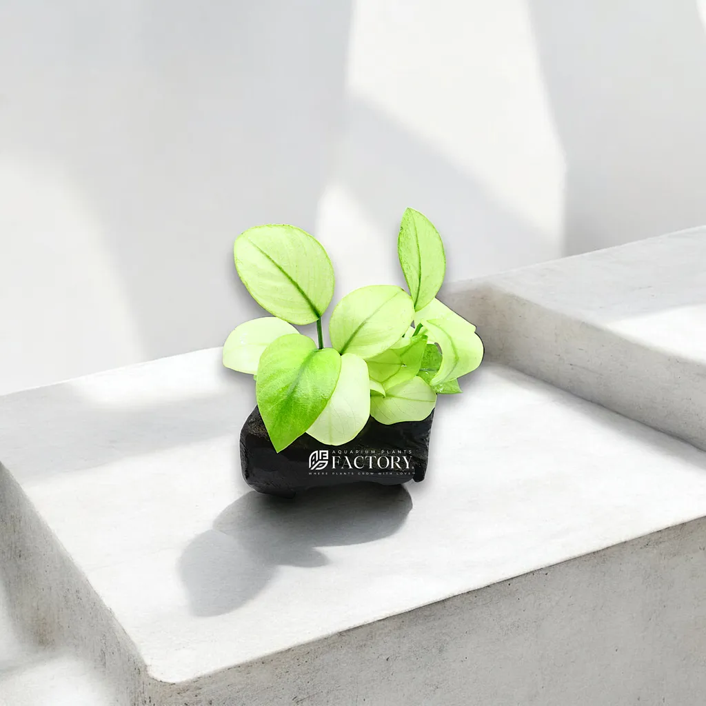 Anubias Broad White (Anubias barteri 'Broad White')