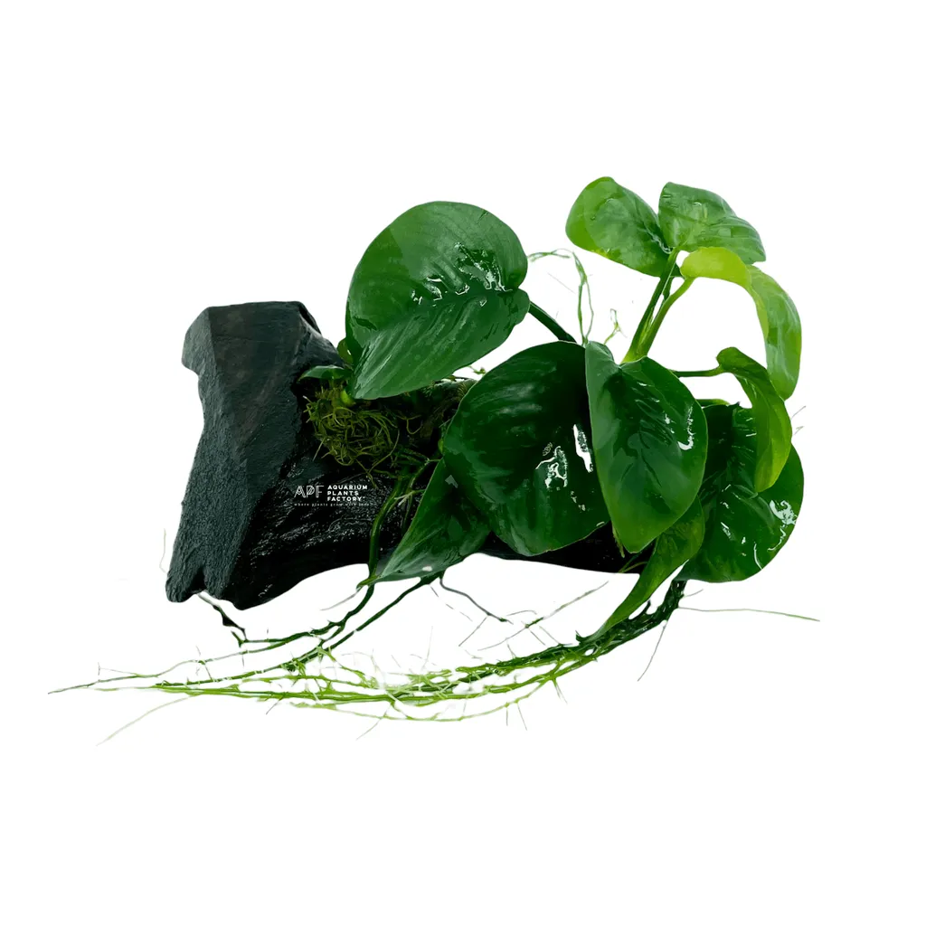 Anubias Butterfly (Anubias 'Butterfly')