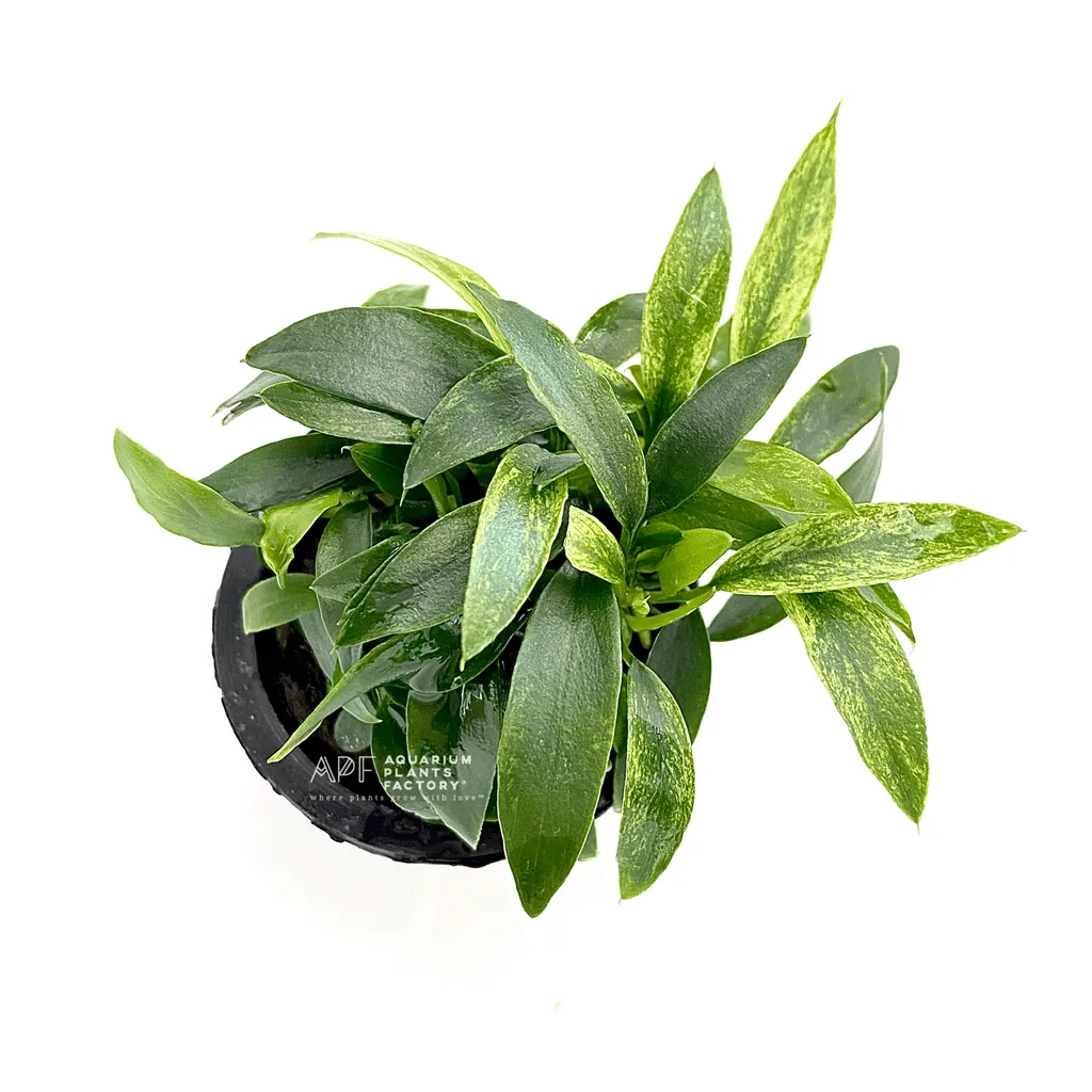 Anubias Chili Jalapeno (Anubias 'Chili Jalapeno')