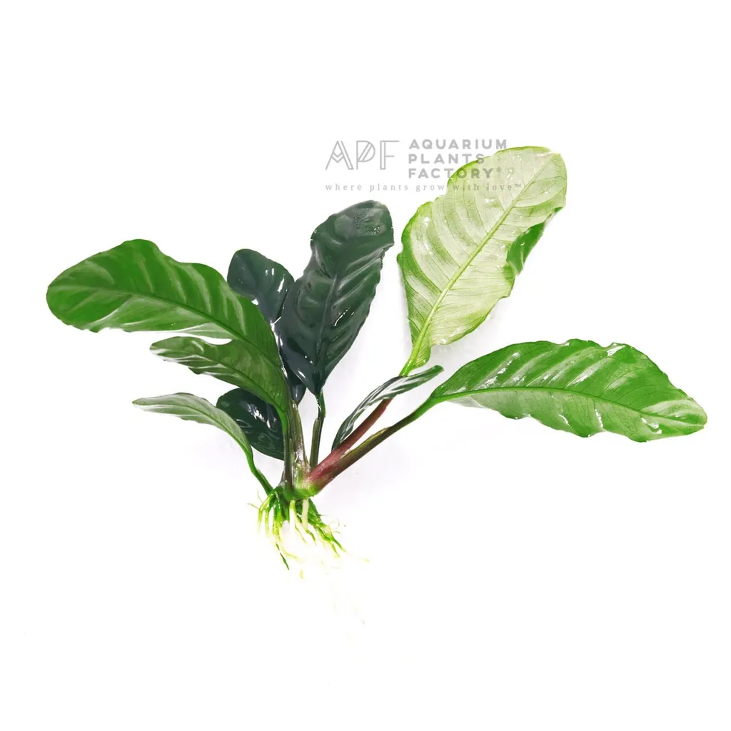 Anubias coffeefolia (Anubias barteri var. coffeefolia)