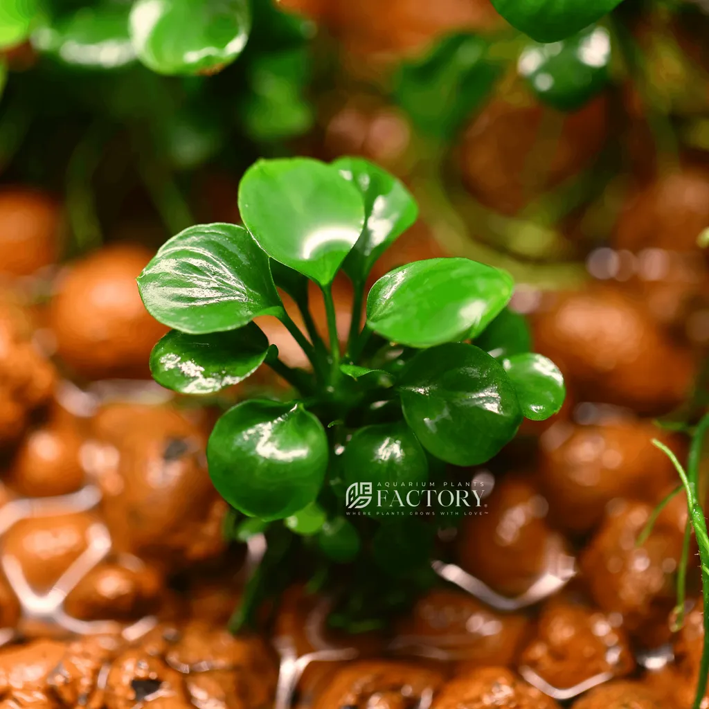Anubias Coin Leaf (Anubias barteri 'Coin Leaf')