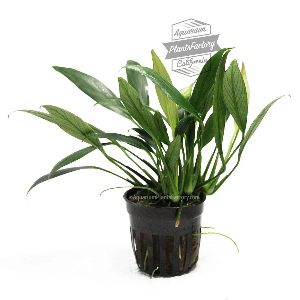 Anubias congensis Mini (Anubias heterophylla 'Mini')