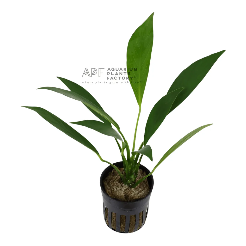 Anubias congensis (Anubias heterophylla)