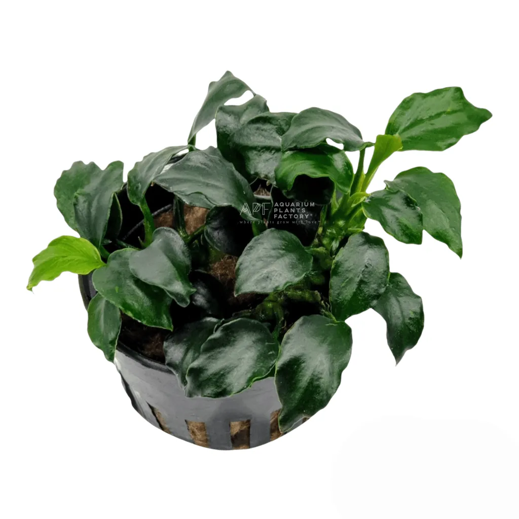 Anubias Dark Angel (Anubias barteri 'Dark Angel')