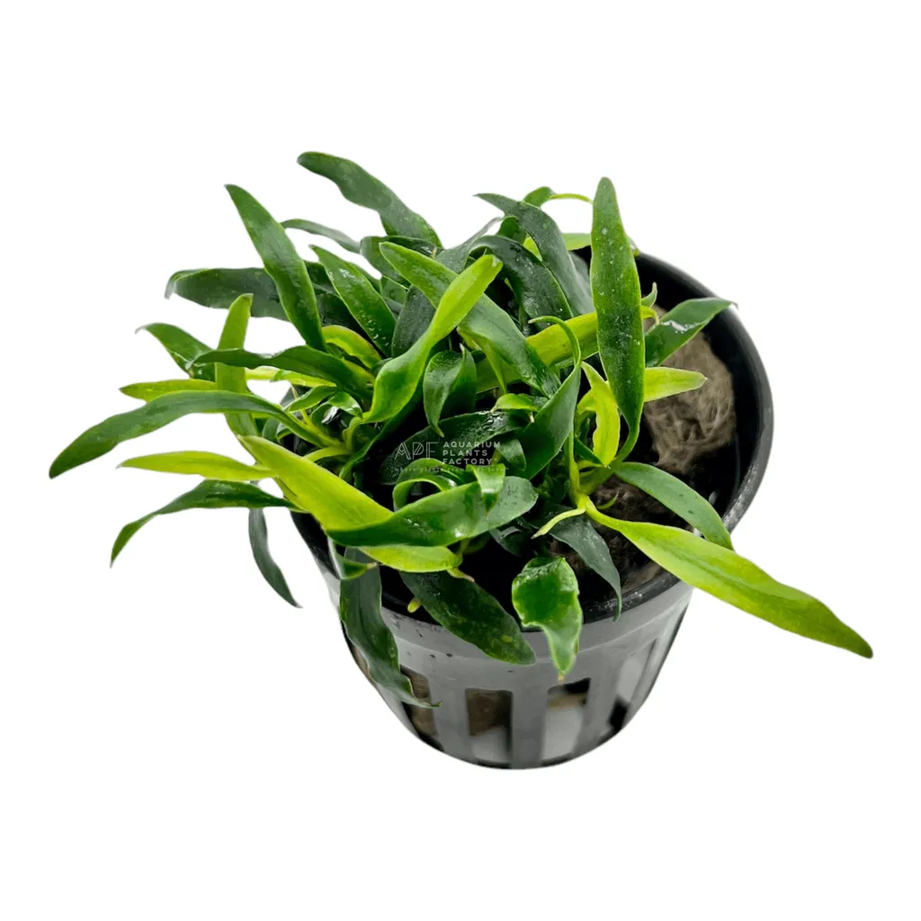 Anubias Dragon Claw (Anubias barteri var. glabra 'Dragon Claw')