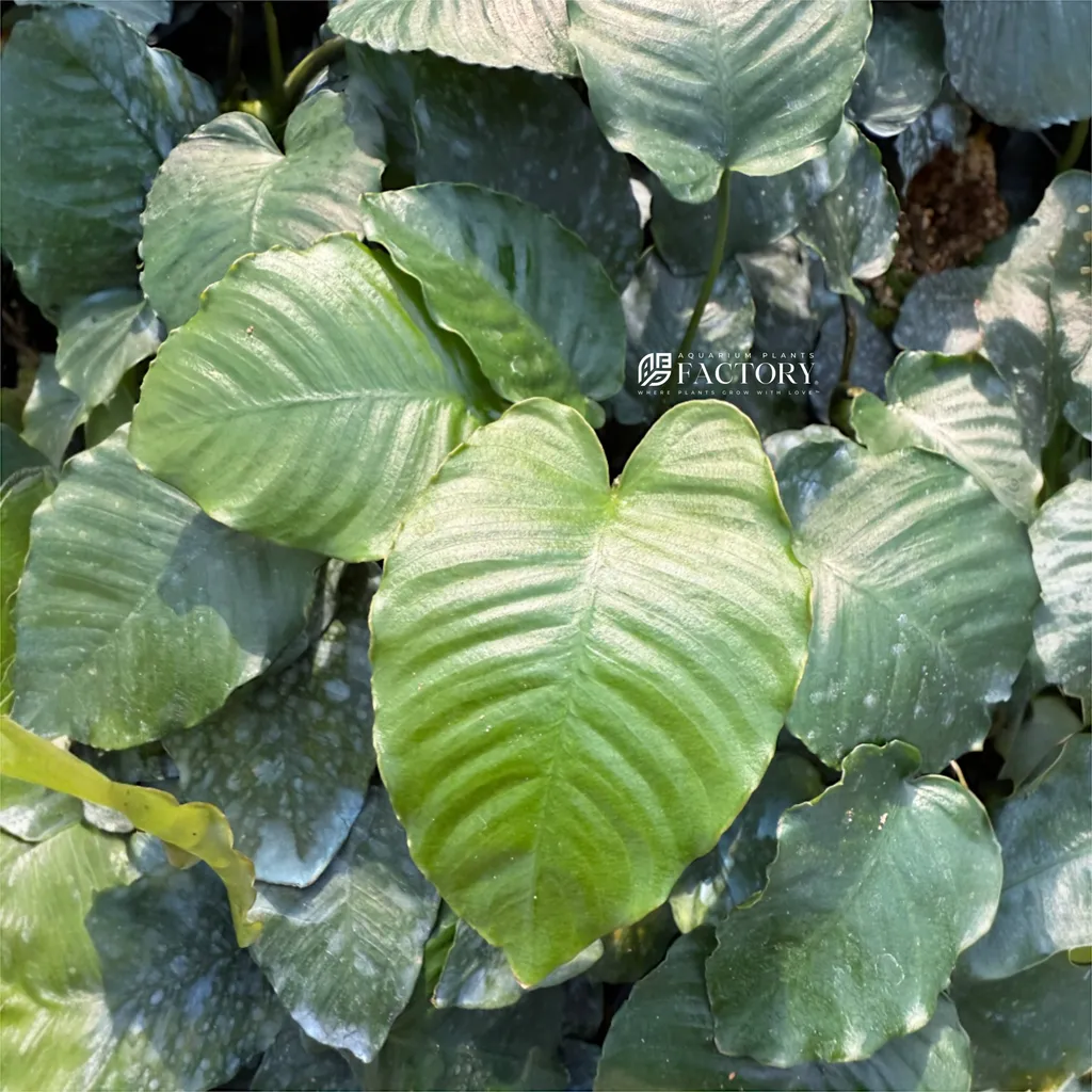 Anubias Emerald Bloom (Anubias barteri 'Emerald Bloom')