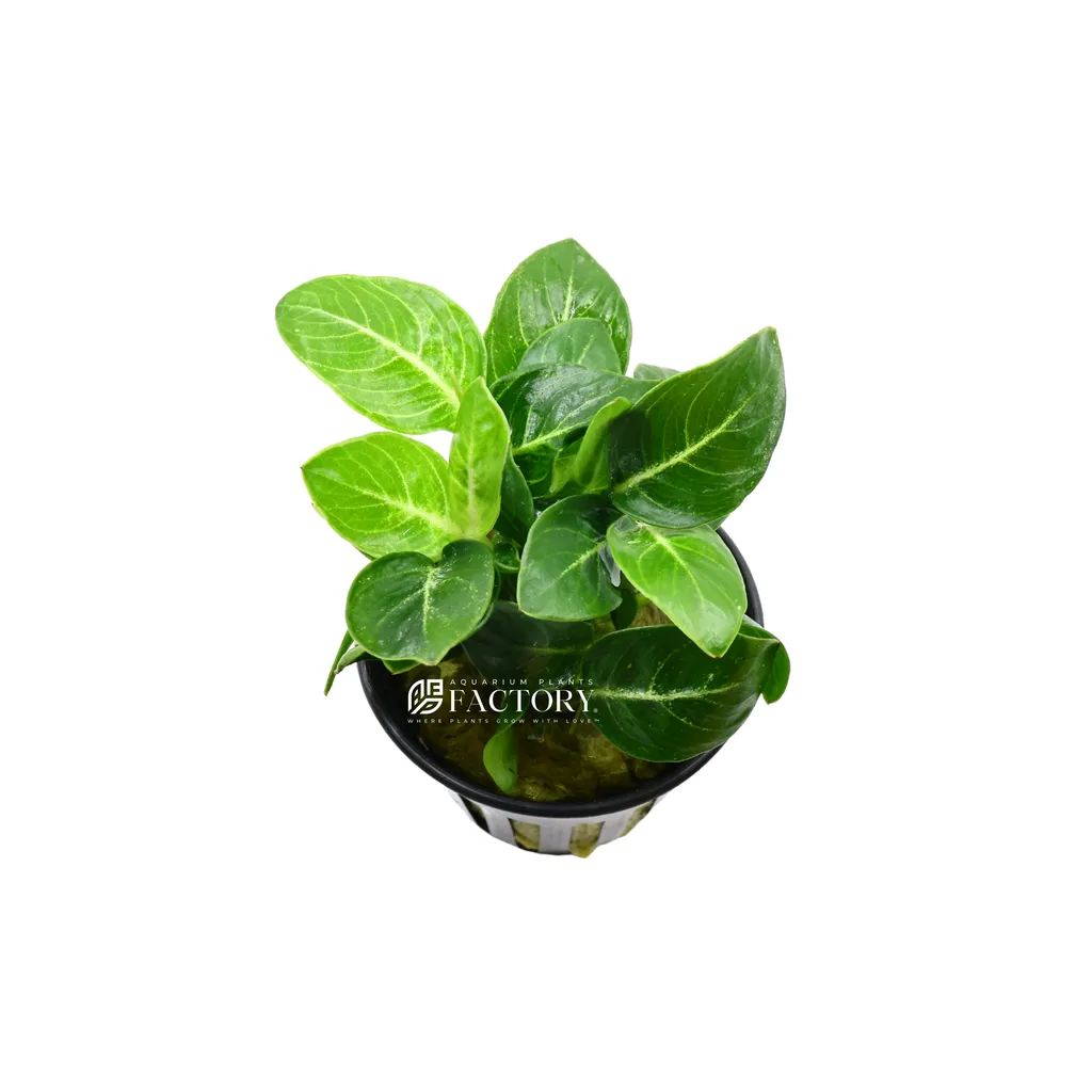 Anubias Giant Stardust (Anubias barteri 'Giant Stardust')