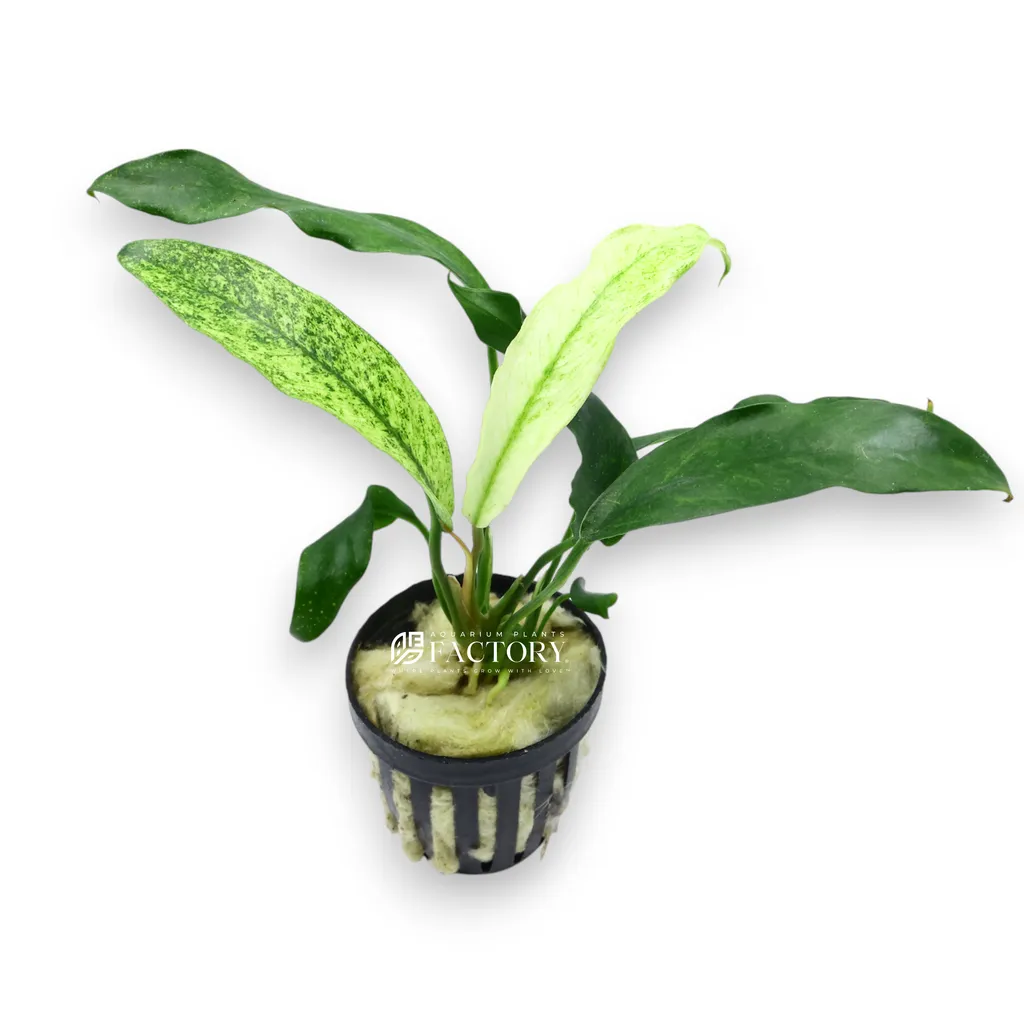 Anubias glabra Variegated (Anubias barteri var. glabra 'Variegated')