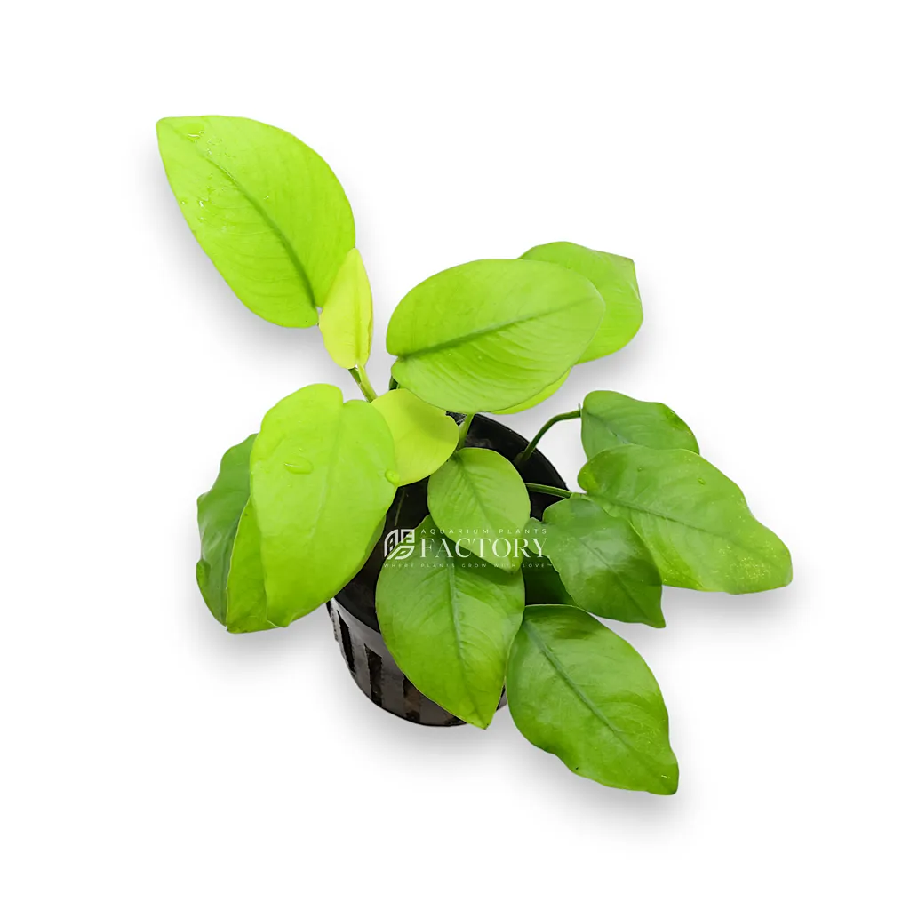 Anubias golden nana (Anubias barteri var. nana 'Golden')