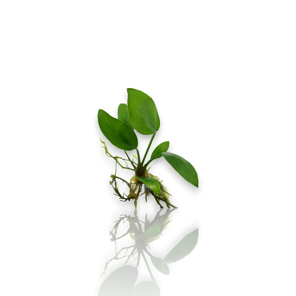 Anubias hastifolia (Anubias hastifolia)