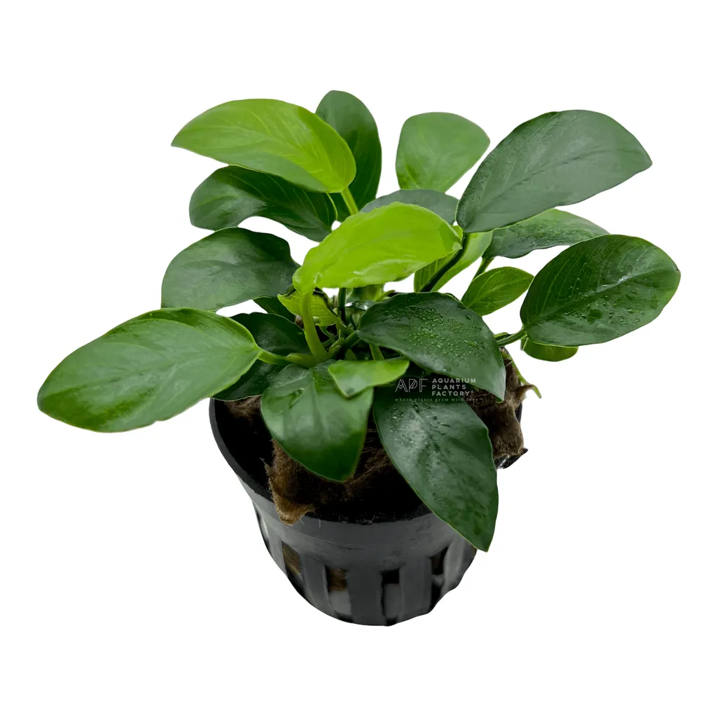 Anubias nana Paxing (Anubias barteri var. nana 'Paxing')