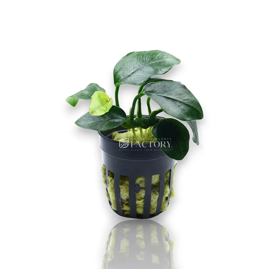 Anubias nana Thick Leaf (Anubias barteri var. nana 'Thick Leaf')