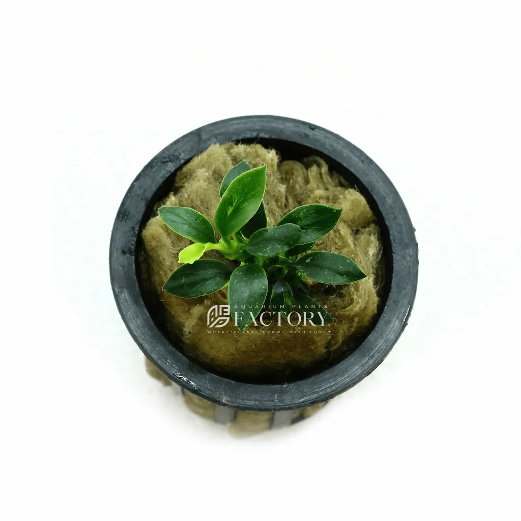 Anubias Pangolino (Anubias 'Pangolino')