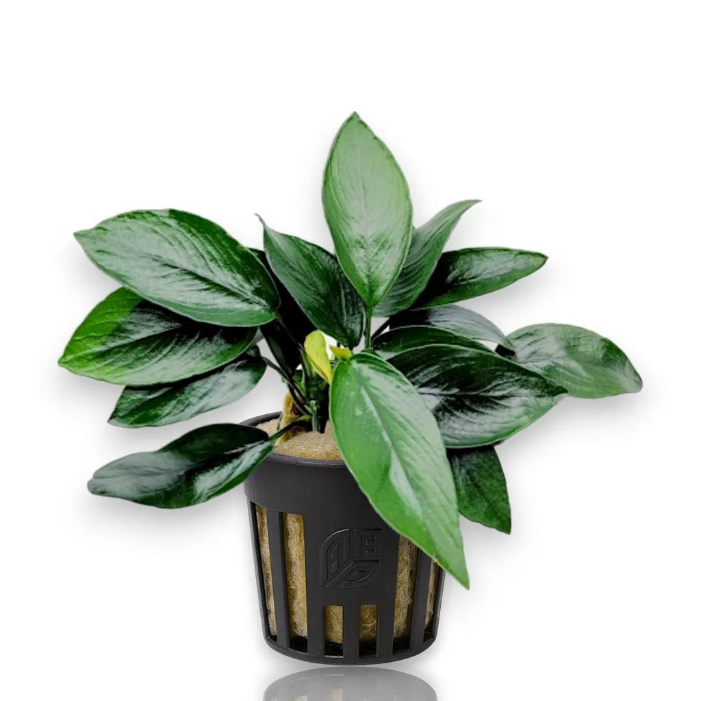 Anubias Peacock (Anubias barteri var. nana 'Peacock')